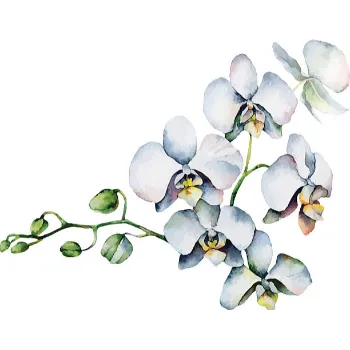 Fresh Orchids